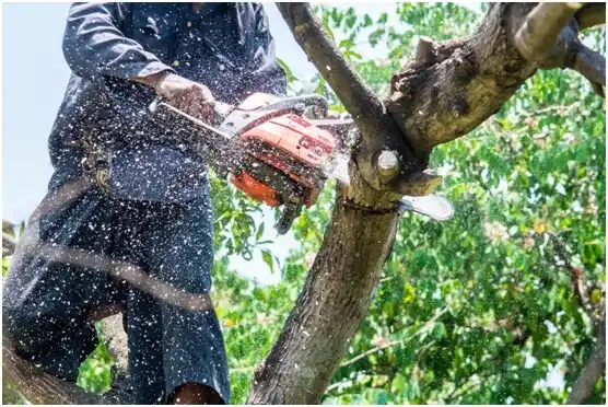 tree services Merrillan